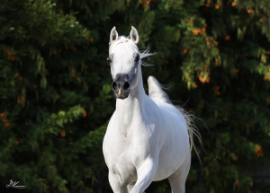 NEFERTITI AA