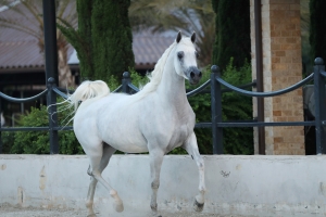 NILE MAHA AA