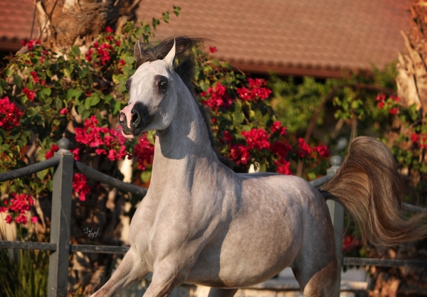 MUDER AL SHAMS AA