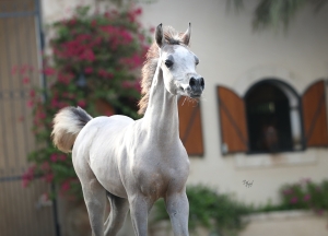 Nile Amir AA