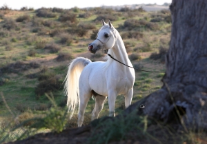 AL BILAL
