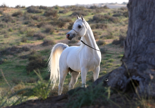 AL BILAL