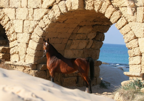 AL MARAAM