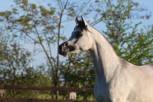 DALIYAH AA