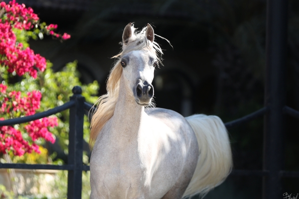 MY FAIR LADY AA