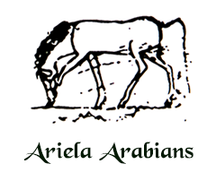 Ariel Arabians Logo